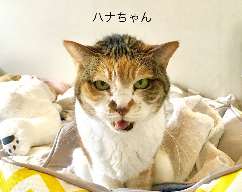 人に慣れていない猫との絆の深め方 自己流 あんこう Note