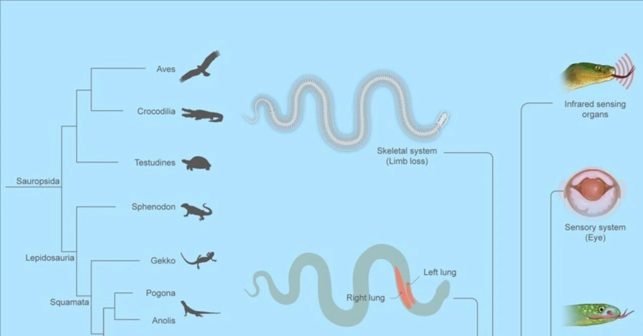 ヘビの大規模ゲノム解析から脊椎動物の発生に関する知見が得られる｜や 