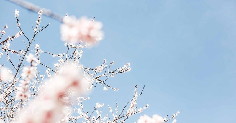 桜、ひらひら季節を変えて。つい「私も」と想うから