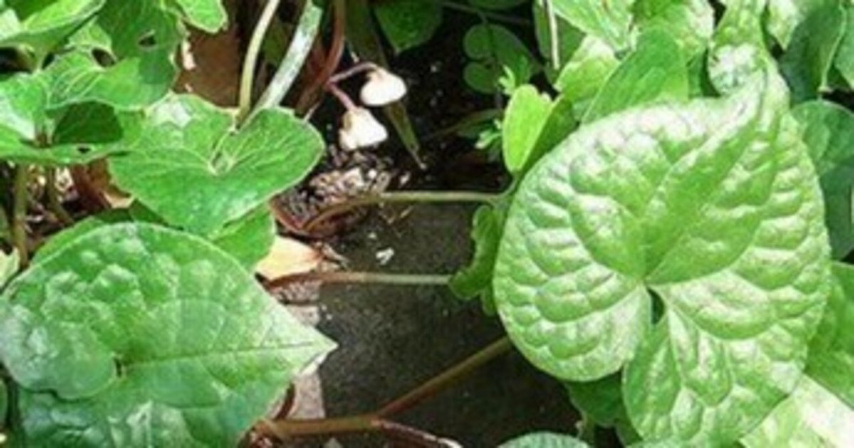 徳川家、尾張、紀伊、水戸徳川家江戸時代の帯留め。柄に三つ葉の葵