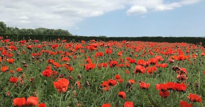 蒔いた種のとおりに花が咲く。