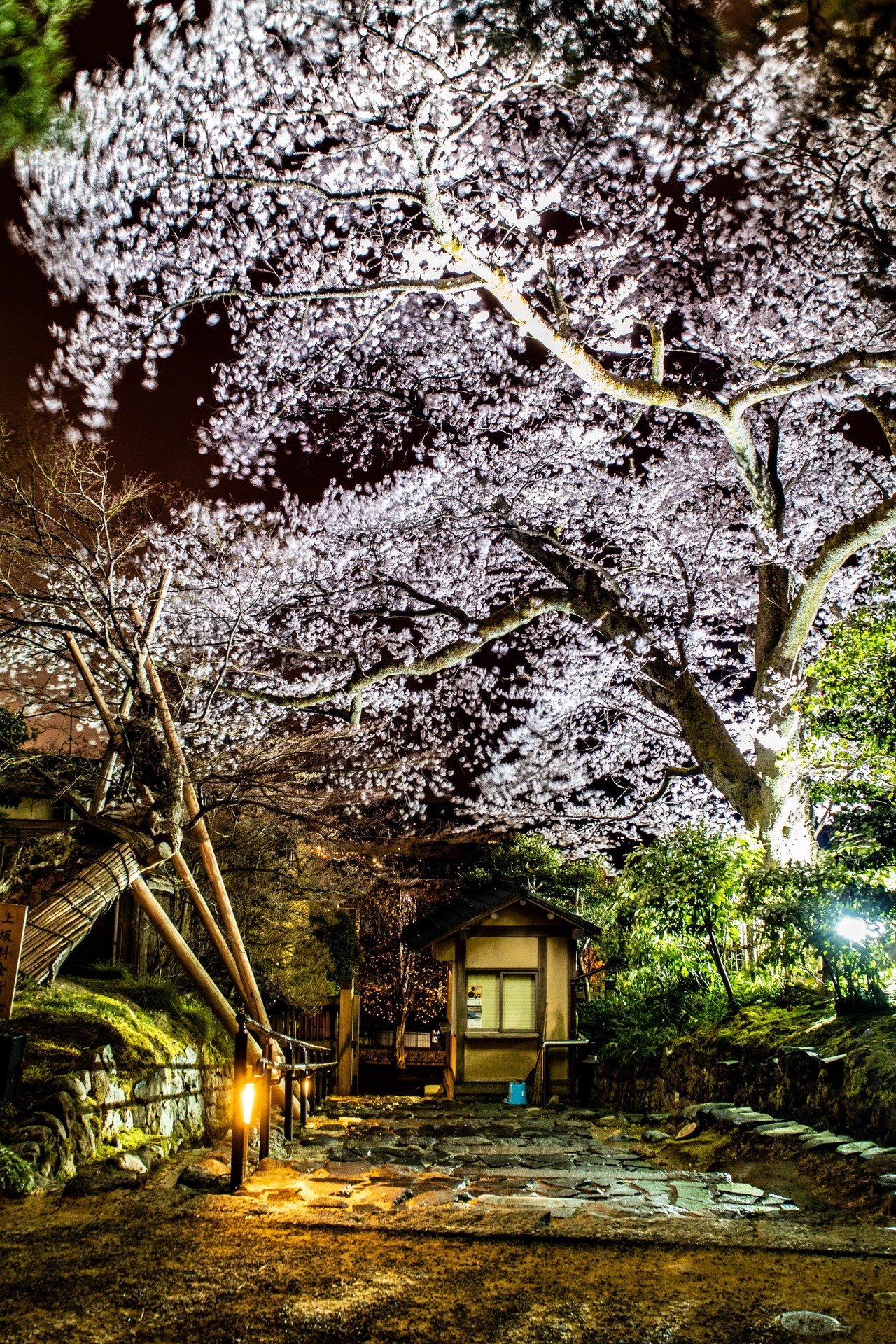 期間限定 春の兼六園ライトアップへ Pharm D コオ 薬剤師 Note 期間限定 春の兼六園ライトアップへ Pharm D コオ 薬剤師 Note