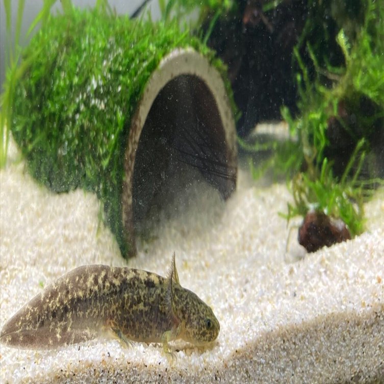 水槽を立ち上げるぞ｜3933