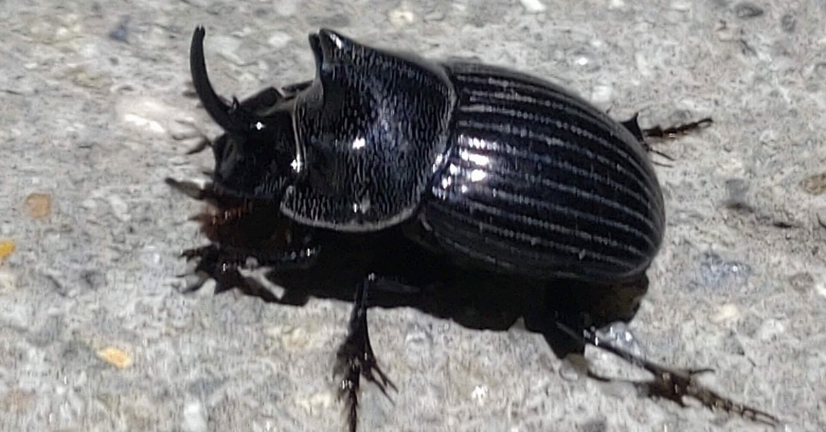 専用　標本　ダイコクコガネ　4頭 専用 標本 ダイコクコガネ 4頭 ダイコクコガネ 特大 28mm オス 標本