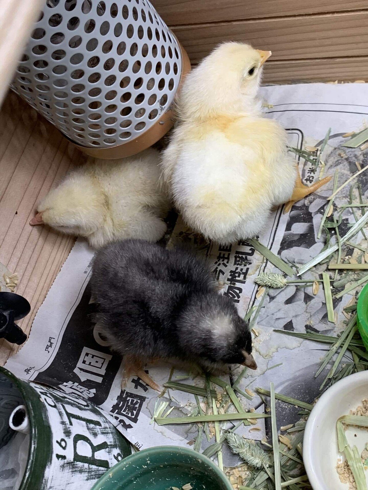 にわとり 送料無料】豊生 グルコサミン＆コラーゲンW 250mg×240粒 2個組