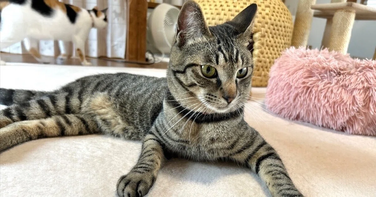 和猫かふぇ☆かわいい猫ちゃんたちに悶絶!猫ちゃんの家族を募集 和猫かふぇ☆かわいい猫ちゃんたちに悶絶!猫ちゃんの家族を募集