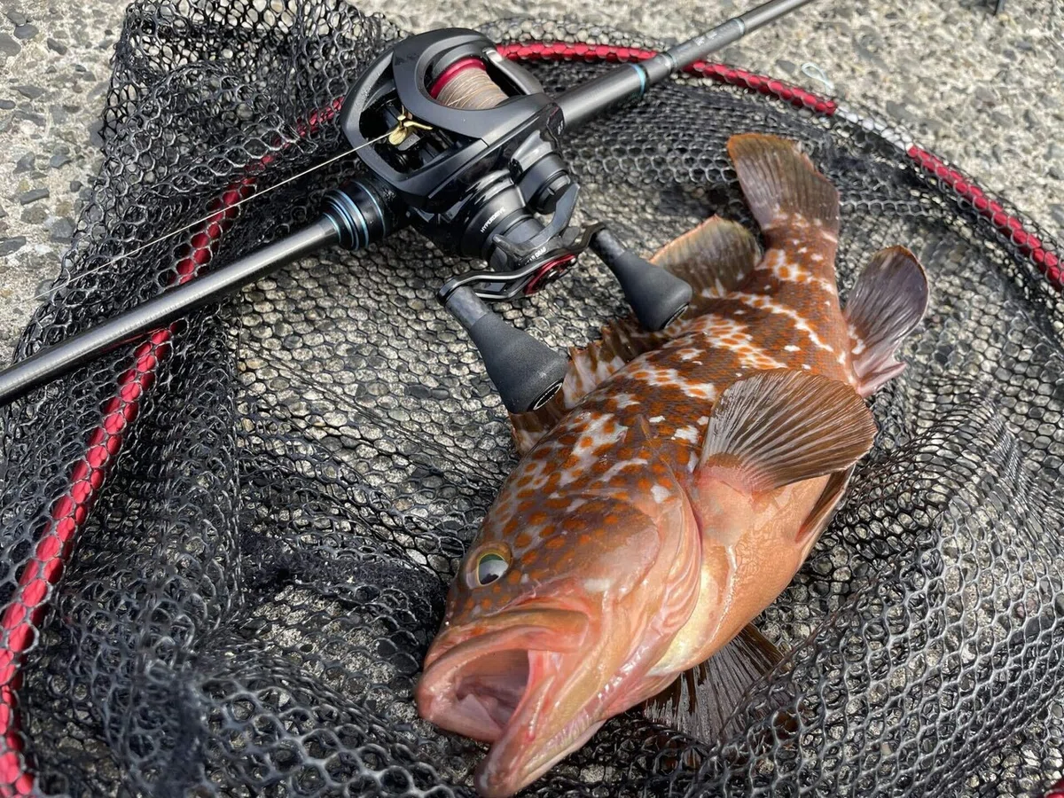 がまかつ ラグゼ 寧音 居れ B74M-solid 7.4F 【大型商品1】