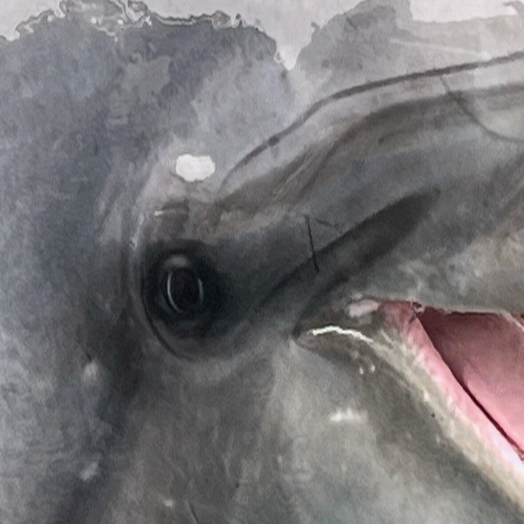 イルカの目｜仙台うみの杜水族館