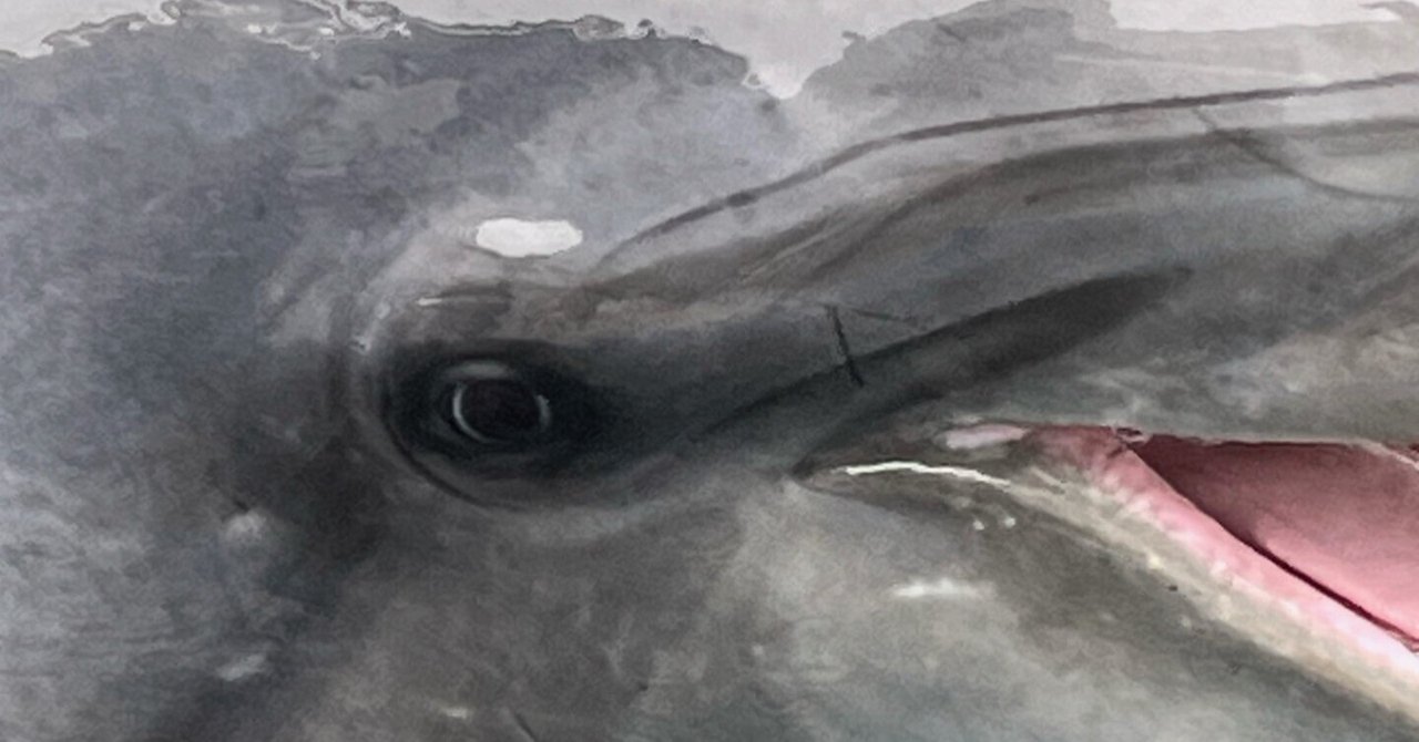 イルカの目｜仙台うみの杜水族館