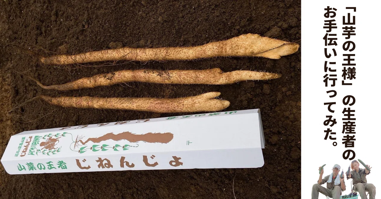 山芋 山芋の王様」の生産者のお手伝いに行ってみた【島民インタビュー