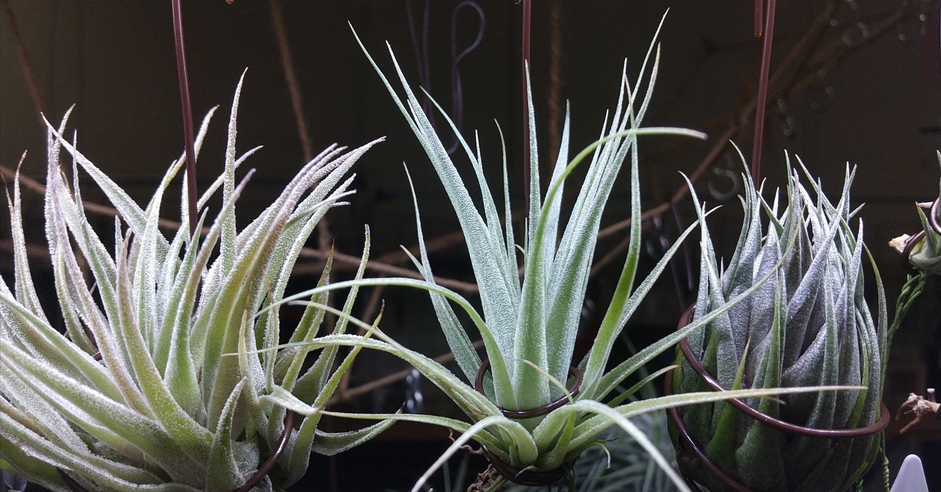 チランジア入荷リスト6/21｜NatureGarden🌿神田