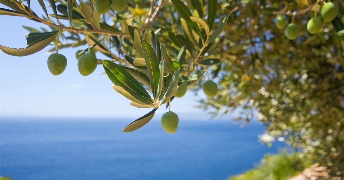 オリーブの木 個性あふれる1点もの 薄型 それぞれの個性 約27.5cm