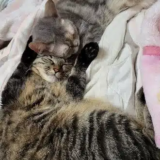 アキ