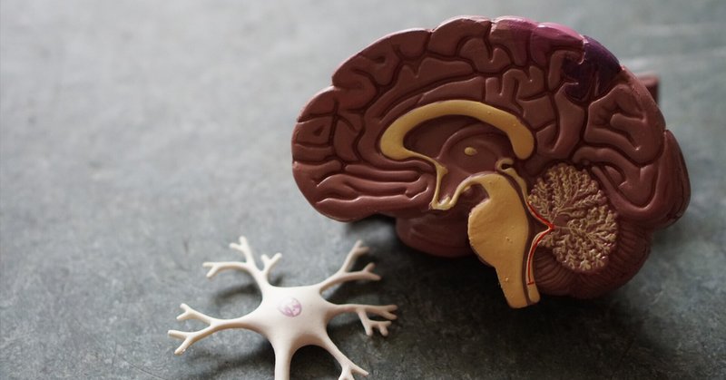 毛内 拡　「脳を司る「脳」 最新研究で見えてきた、驚くべき脳のはたらき」 読書メモ