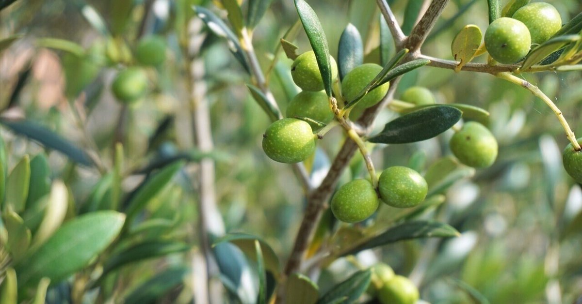 オリーブ『ルッカ』全長155㌢オリーブの木,た植物/観葉植物 『綺麗な樹形』