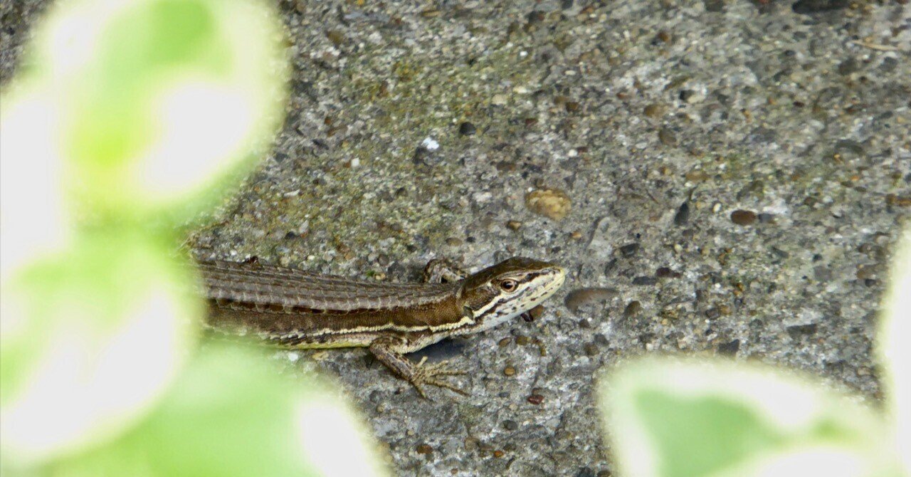 早い…｜佐藤豊（タイプラボ）