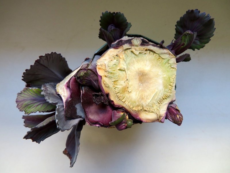 紫キャベツの再生 Eiko Toda Note