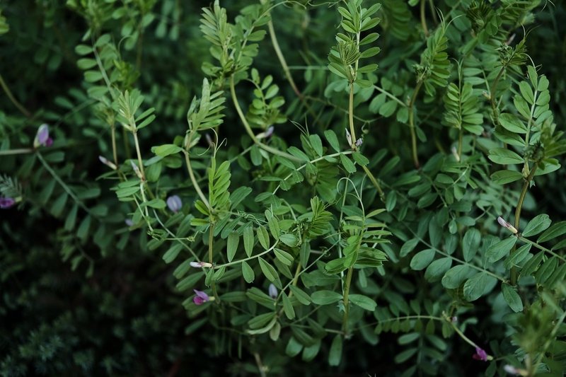 豆科の花は可愛いですね 道ばたのカラスノエンドウ ハタモト Note