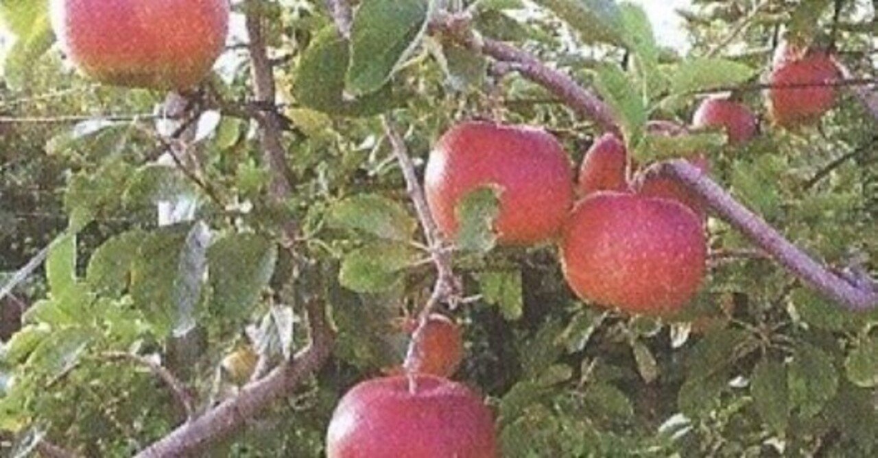 江刺をどこにも負けないりんご産地に・・わい化栽培、新品種の育成