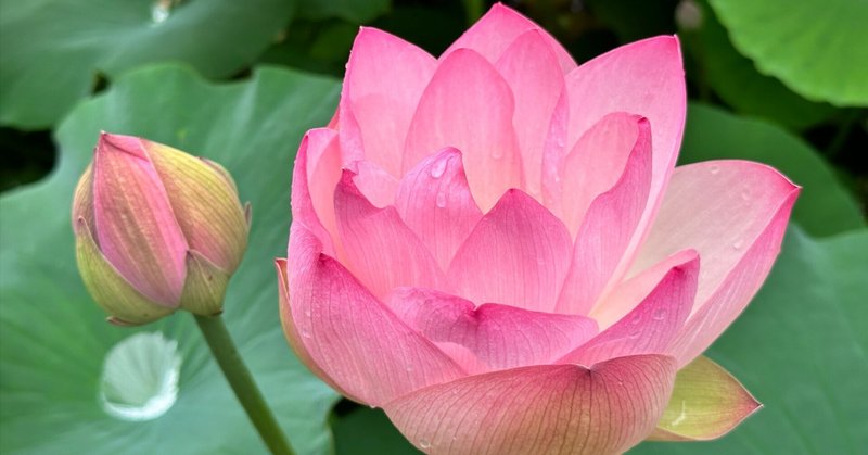 喜光寺の双頭蓮─蓮の花に宿る幸運と花の饗宴