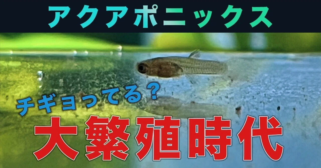 グッピー繁殖の神グッズに感動した話｜インフィールド@アクアポ