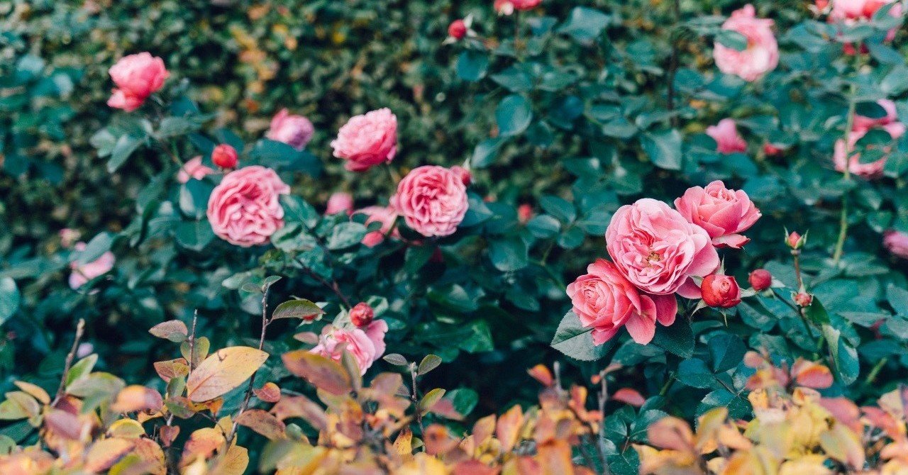 誰かを傷つけるくらいなら面白くなくていいと思い出した話 眞野いるか リサコ note