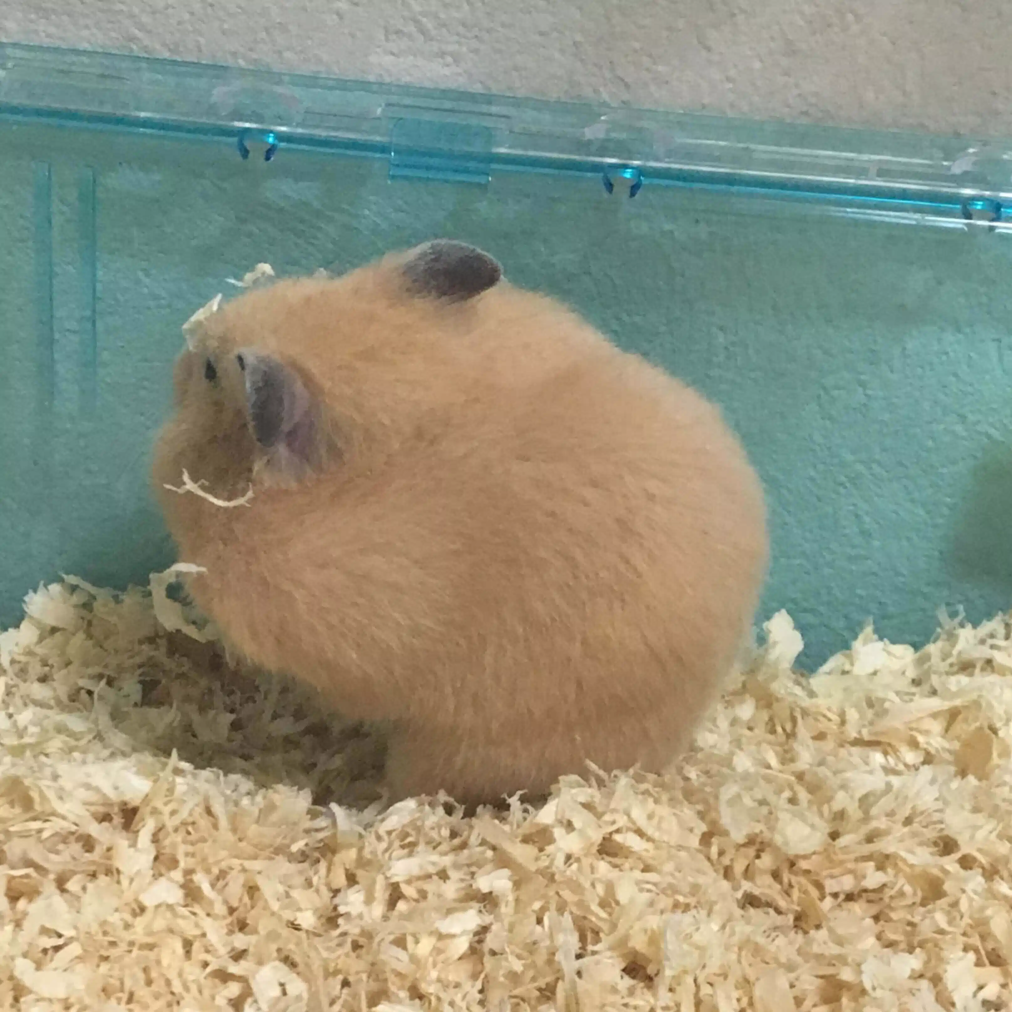 チャールズ