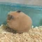 チャールズ