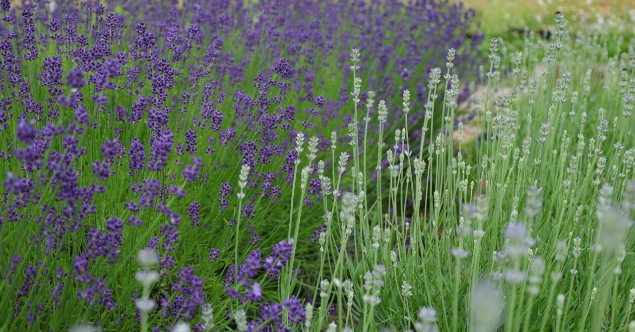 7/1の北海道ラベンダーたちをご紹介！｜エフゲニーマエダ（平成林業。）