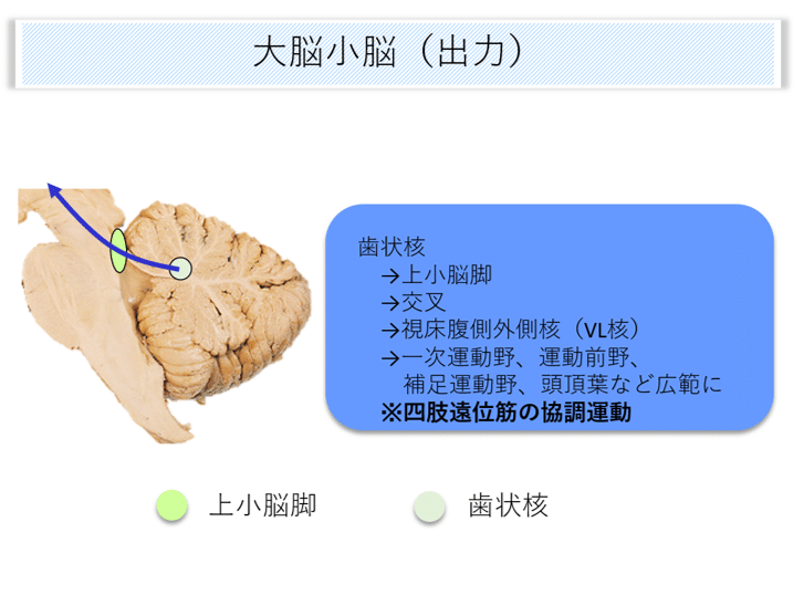 脳画像×小脳失調⑬｜はらかずみ
