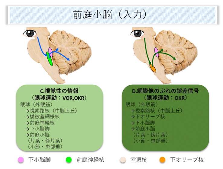 小脳と運動失調 : 小脳はなにをしているのか 小脳と運動失調 小脳はなにをしているのか (アクチュアル 脳・神経疾患