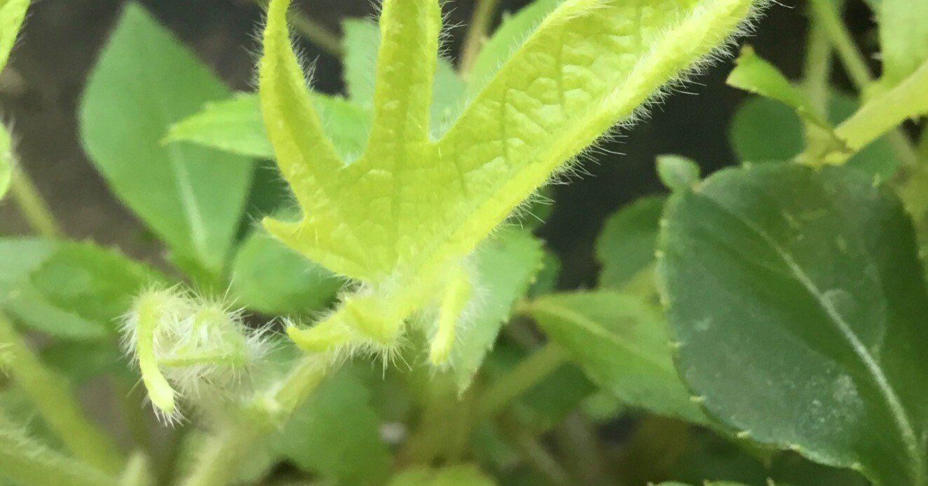変化朝顔★白地紅雀斑咲分切髭咲き 黄蜻蛉立田葉紅筒白切咲｜Chappy