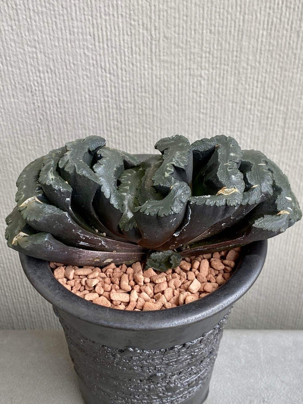 ハオルチア 夢玉兎 Yahoo!オークション - 多肉植物 ハオルチア 夢玉兎