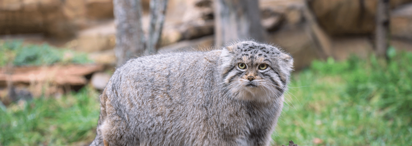 wallpaper_landscape_3dd10f74aa