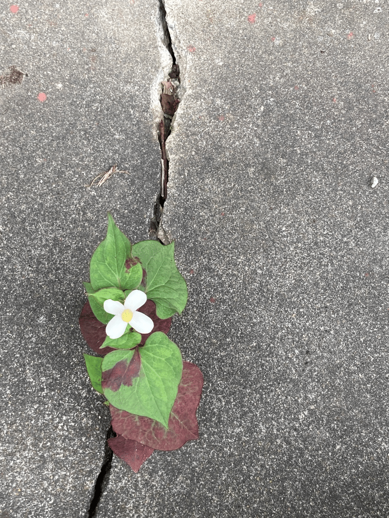コンクリートの割れ目から生えたドクダミの白い花