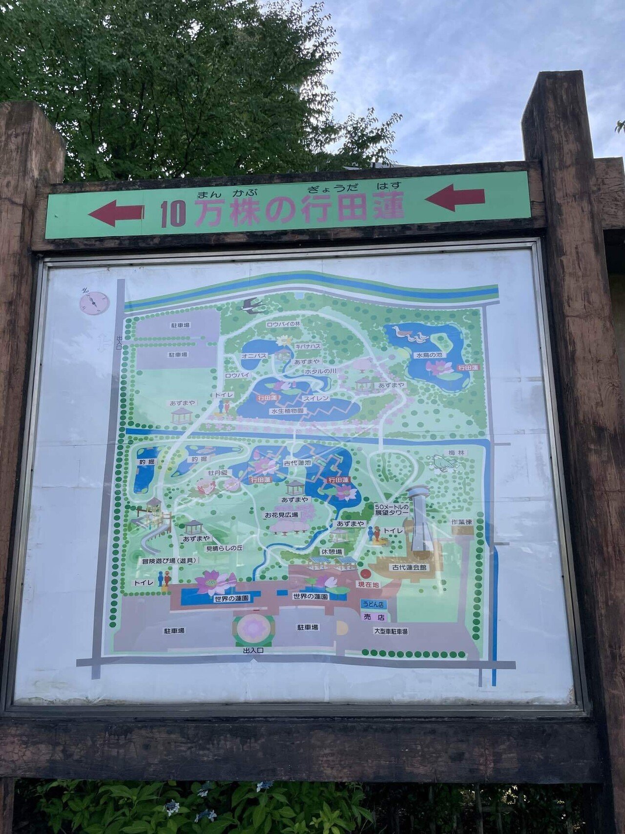 古代蓮の里〜行田で迎える美しいハスの花の季節｜Bun bun（ぶんぶん）