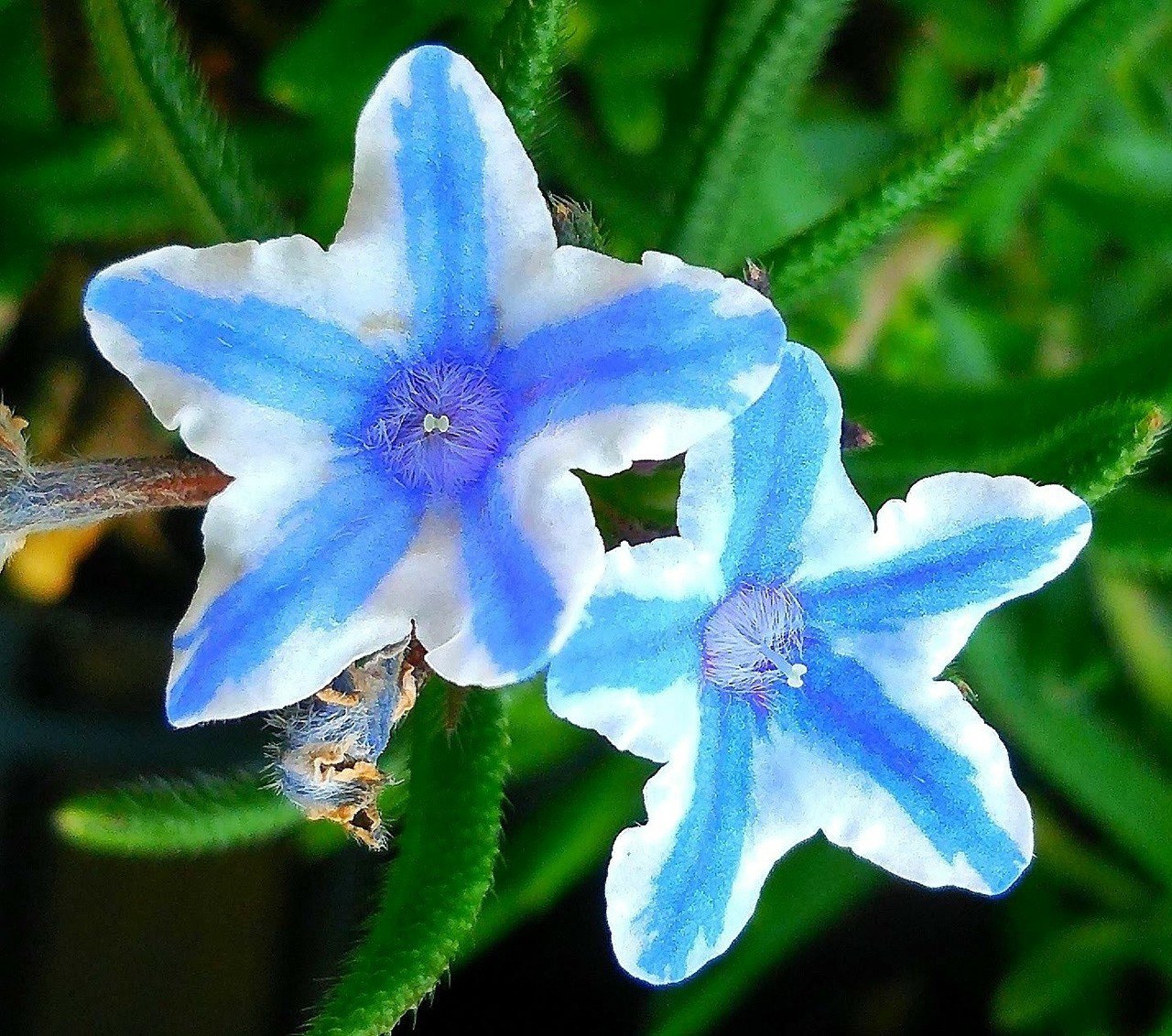 春の花 Furudat Mitsuo Note 春の花 Furudat Mitsuo Note