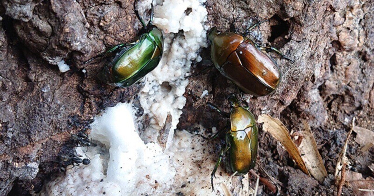 特価！】ケブカヒメカブト 標本 4匹セット！外国産 カブトムシ