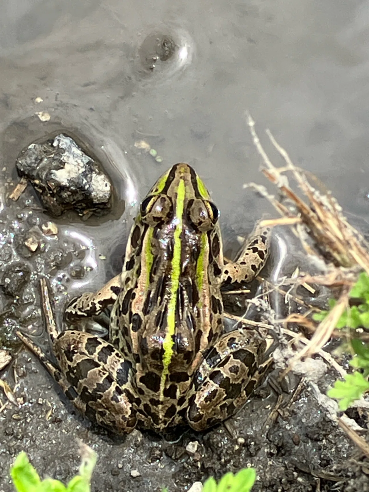 ナゴヤダルマガエルのお話、その1｜どぶりあ