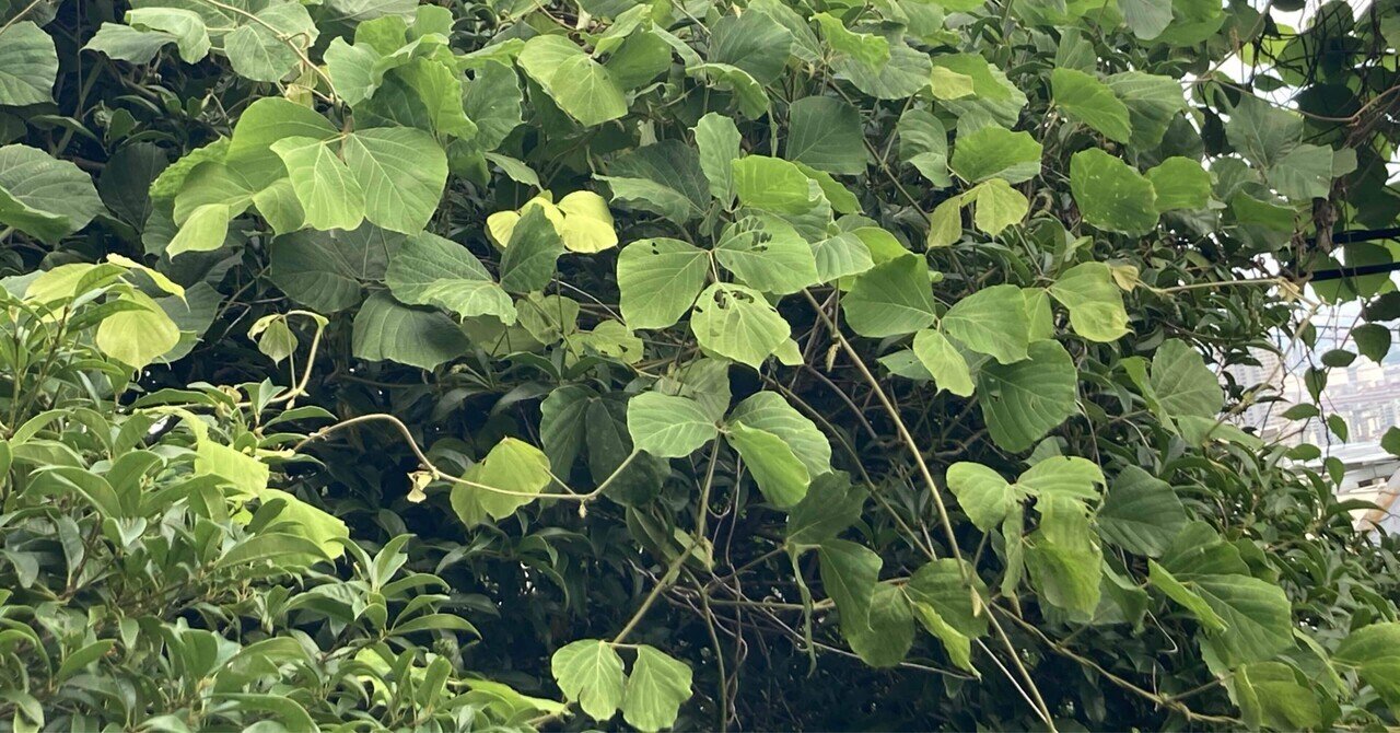 日本の伝承遊びコツのコツ 第1巻―大きな図で解りやすい本 こんなにある草花遊び 1（単行本） 草花遊び図鑑 | 小林 正明, 小林 茉由 |本 | 通販 | Amazon