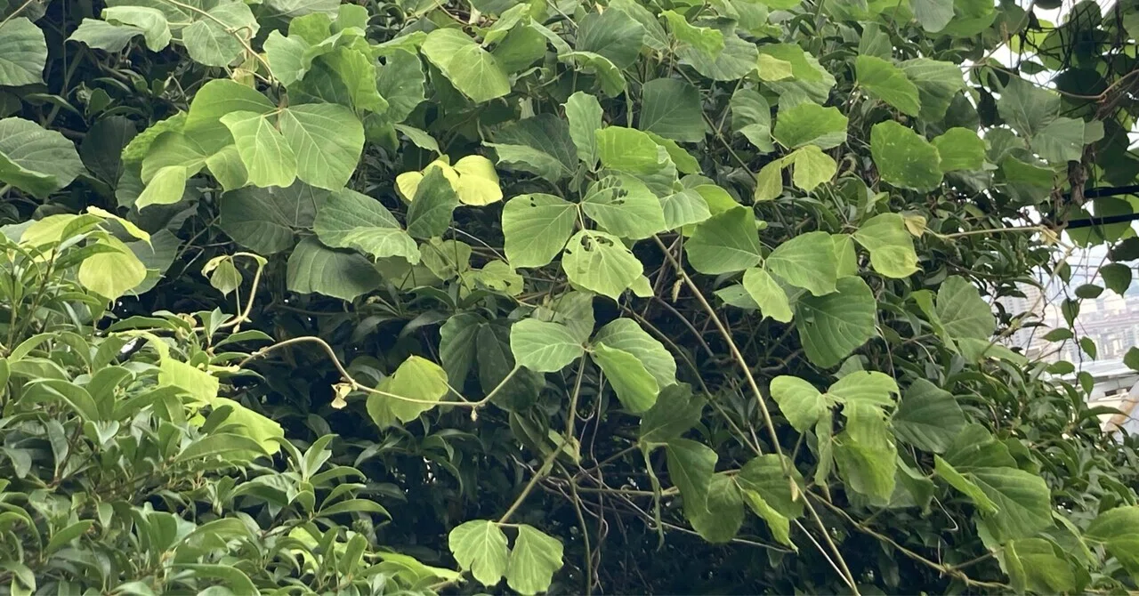 草花遊び図鑑🌿クズ|『あそび』と『まなび』研究所