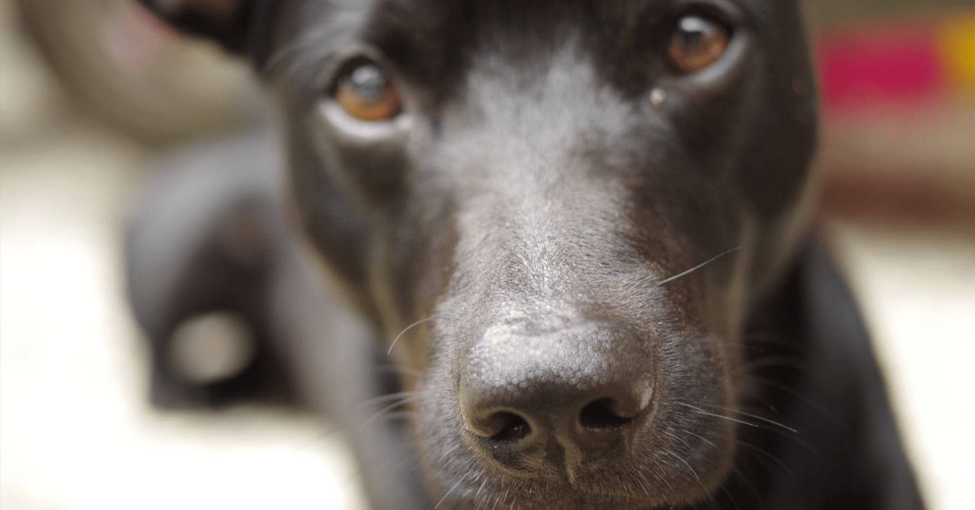 ナルシストは自分が賢いと思うのか｜Atsushi Oshio