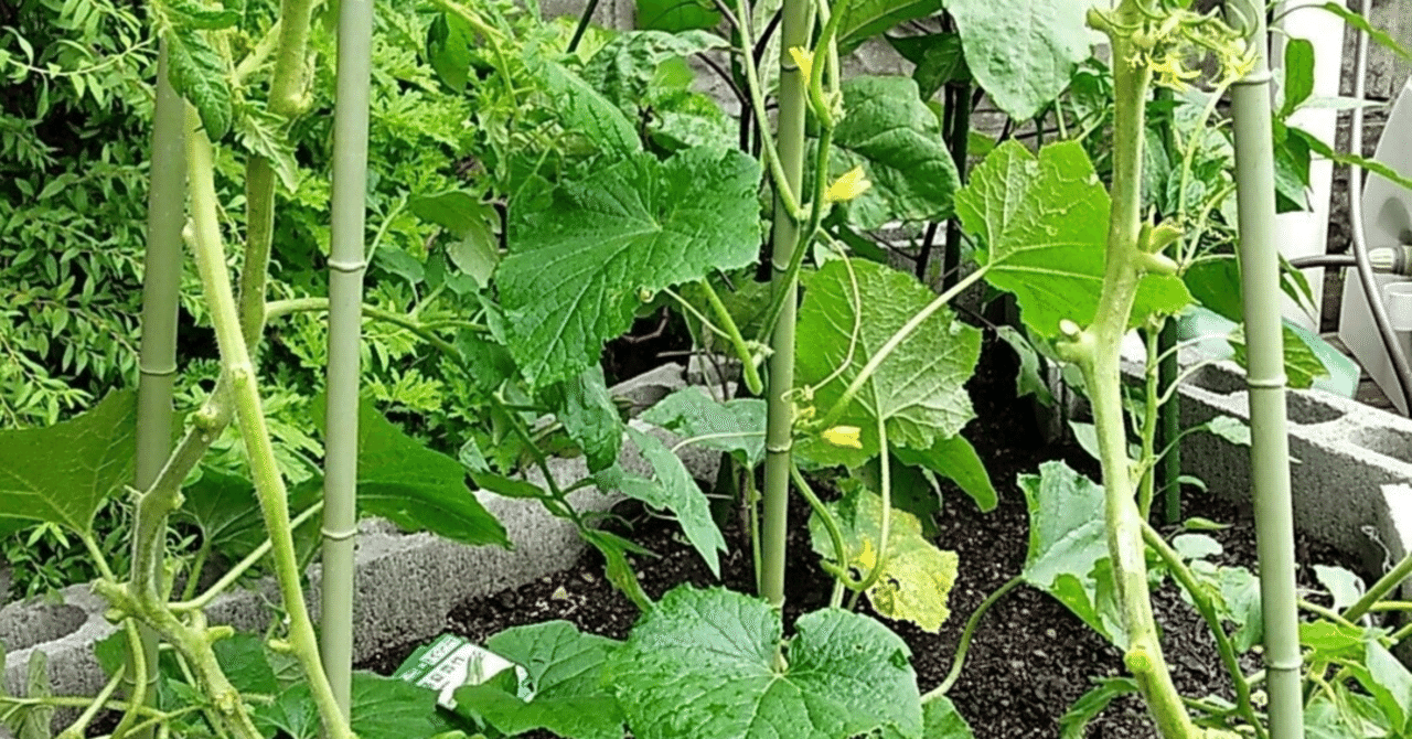 植物には知性があるのでしょうか？コーネル大学の研究によると、可能性はあります。