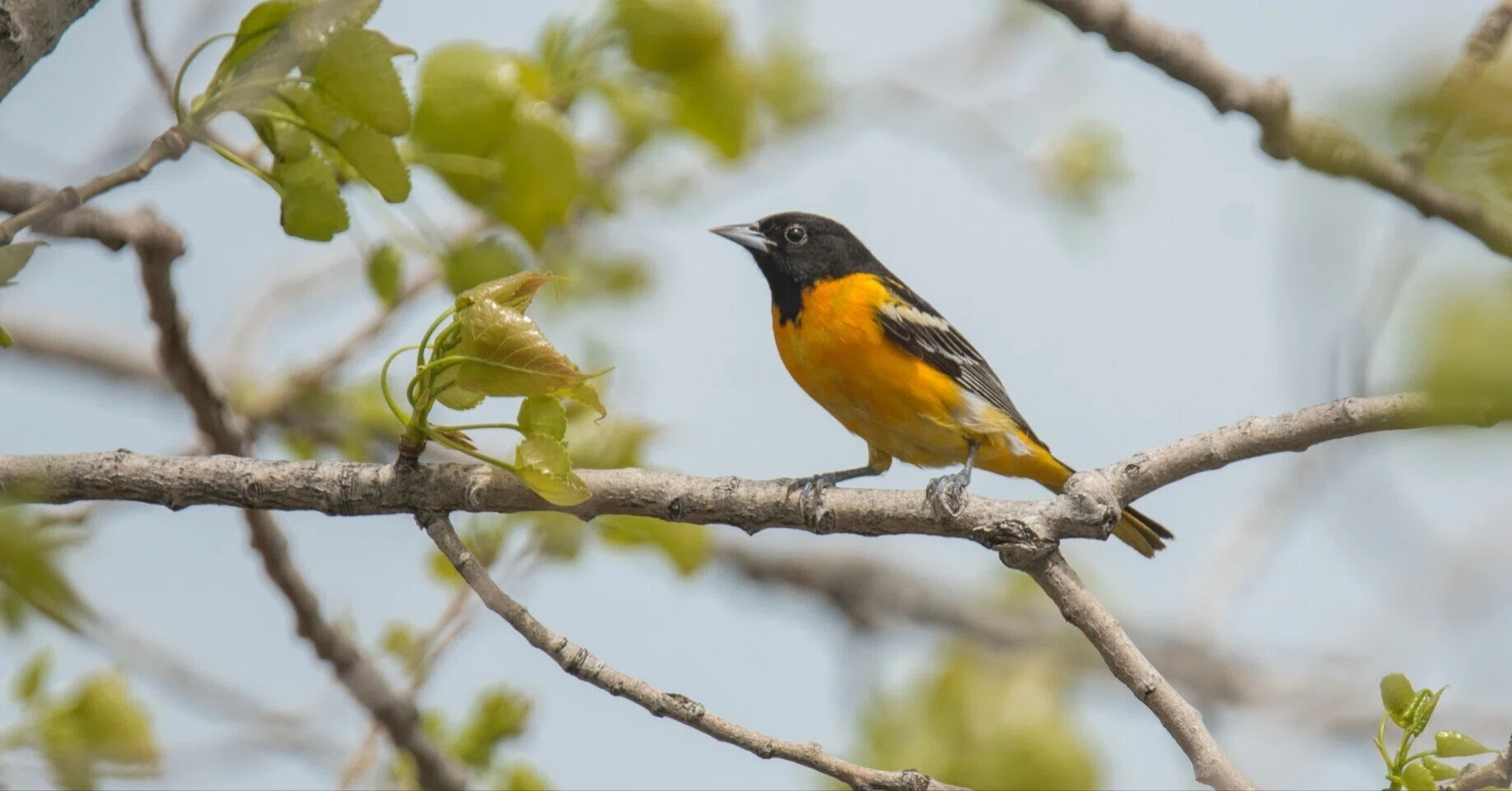 シカゴでバードウォッチング！】Baltimore Oriole｜ローリー