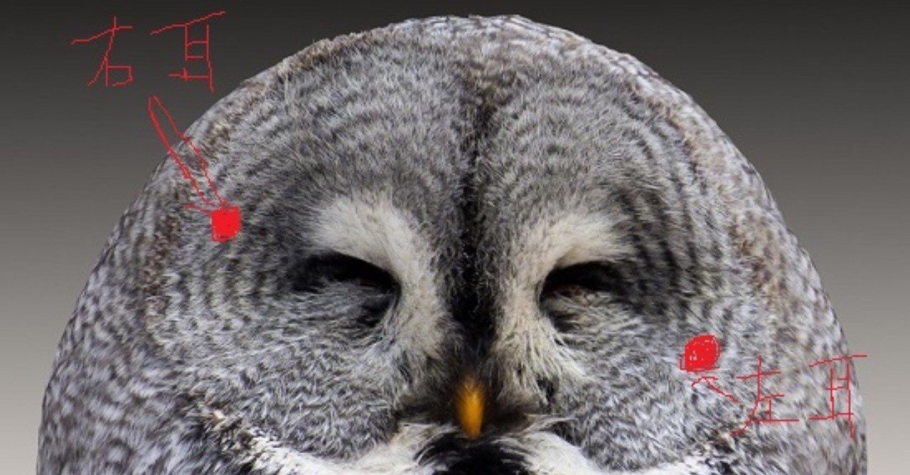第147回 フクロウの耳と消音羽 翆野 大地 Note 第147回 フクロウの耳と消音羽 翆野 大地 Note