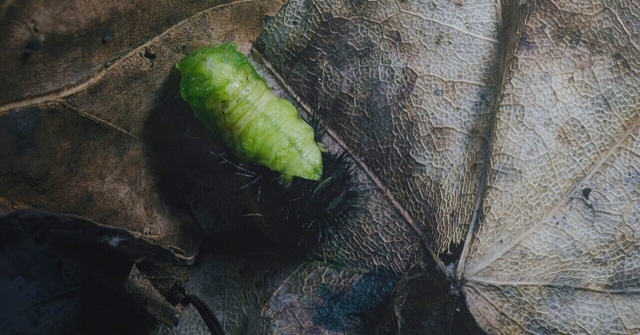 韓国ヒメギフチョウ（ペア、飼育品） Yahoo!オークション -「ヒメギフチョウ」の落札相場・落札価格