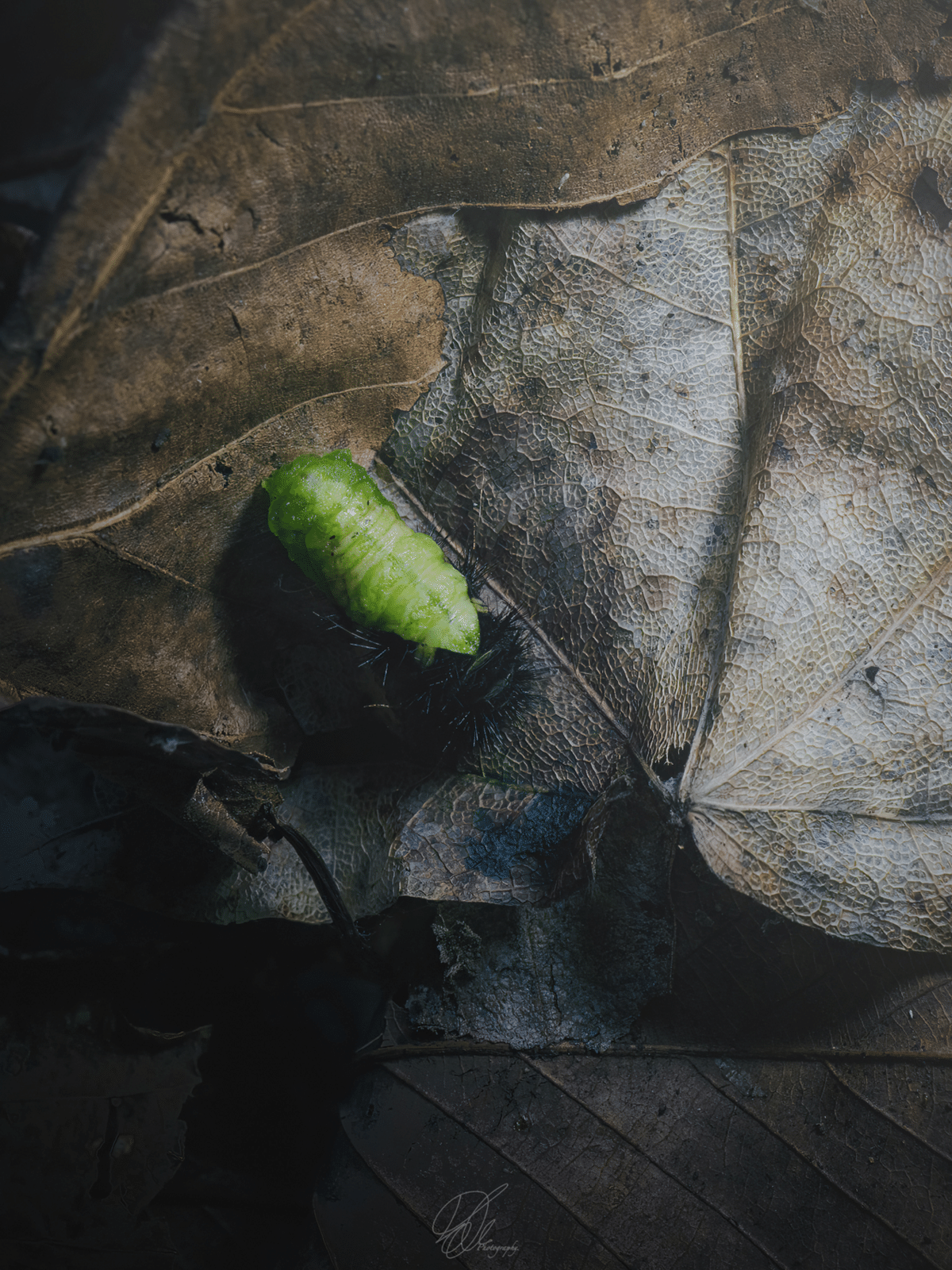 エゾヒメギフチョウ飼育記③：蛹化｜高橋レオ