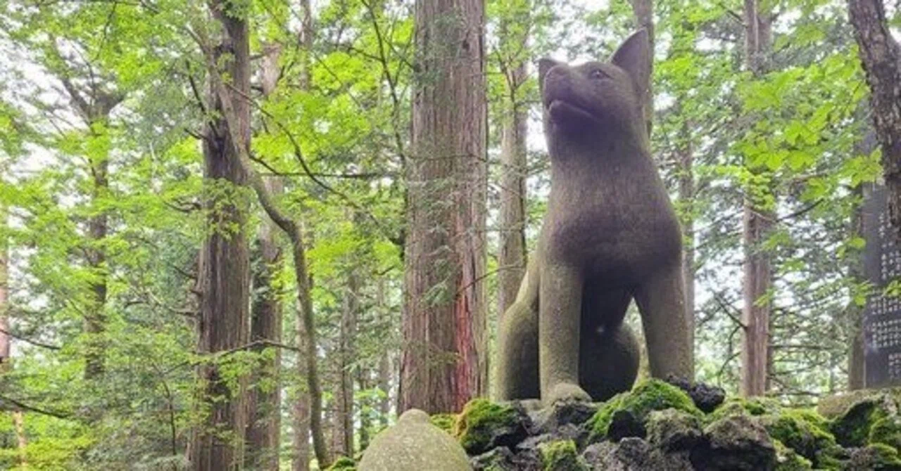 オオカミ 三峯神社 三峯神社にオオカミを訪ねる｜築地書館