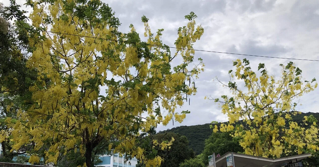 ゴールデンシャワーの木樹高根本より110センチ 南国の木で黄色の花