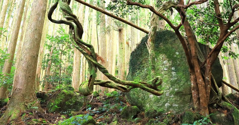 無音の道･･熊野古道大雲取越、小雲取越　ｰcoolなkumano4ｰ